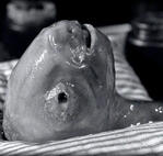 ERASERHEAD BABY
